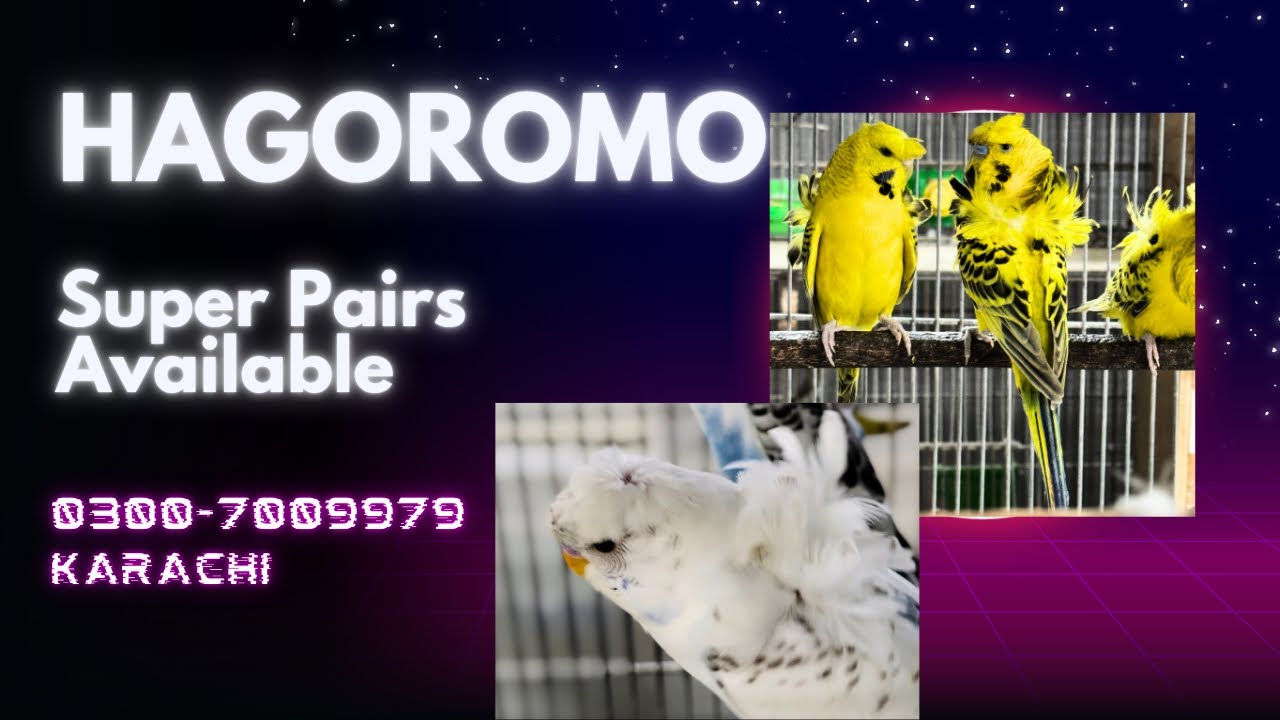 Super Hagoromo Budgies Pairs are Available #hagoromo #budgies #sale #birdhobby #birds #pakistanbirds