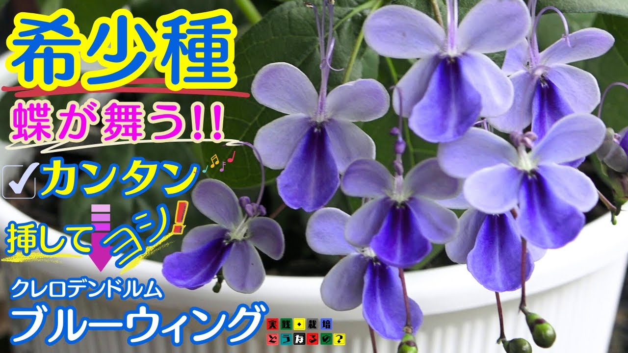 ブルーの蝶が舞う!!【夏の花】稀少種夏の花多年草クレロデンドルム・ブルーウィング10ヶ月の花記録と一緒にご紹介します、今回のNOWコーナーはアルメリアです。挿し芽【ガーデニング】植え方・育て方・園芸