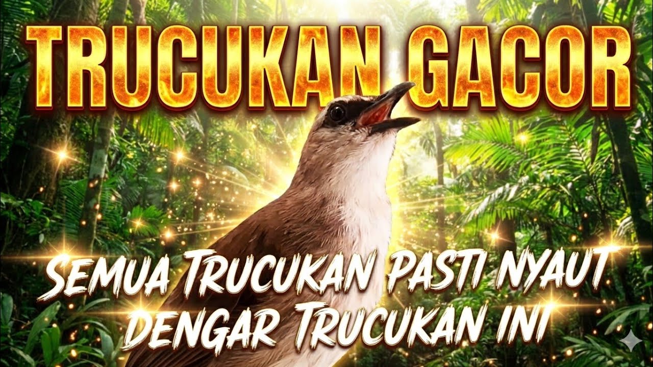TRUCUKAN GACOR, trucukan ropel panjang jadikan trucukan macet bunyi jadi gacor