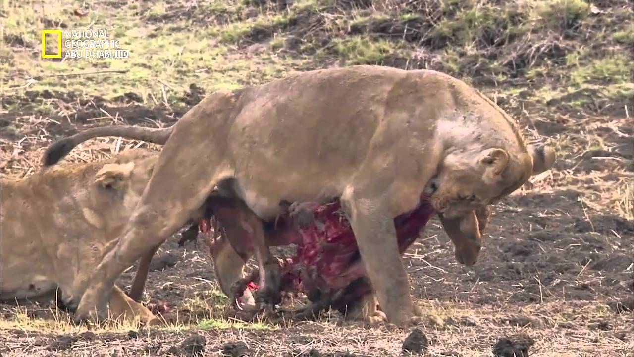 وثائقي - الاسد في مواجهه فرس النهر ـ ناشيونال جيوغرافيك أبوظبي3 National Geographic HD