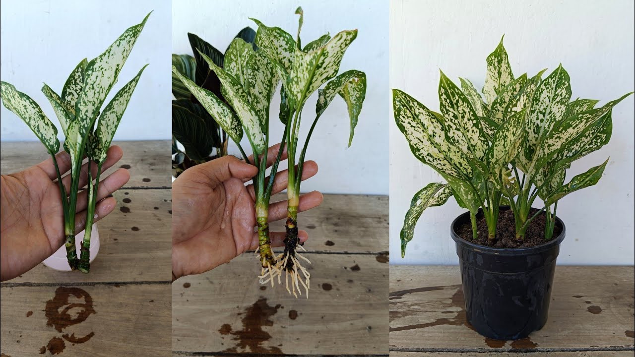 How To PROPAGATE Aglaonemas (Easier than Pothos!)