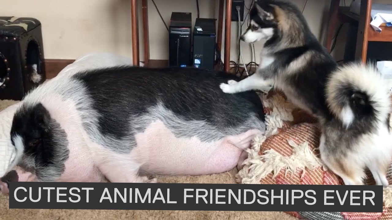 THE WORLD'S CUTEST ANIMAL FRIENDSHIPS