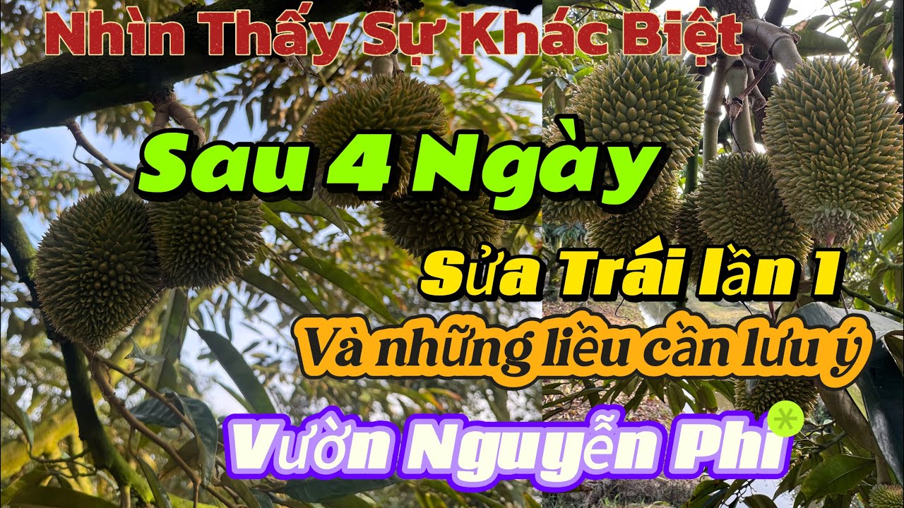 TẬP 203. NHÌN THẤY SỰ KHÁC BIỆT SAU 4 NGÀY SỬA TRÁI LẦN 1 VÀ NHỮNG LIỀU CẦN LƯU Ý VƯỜN NGUYỄN PHI