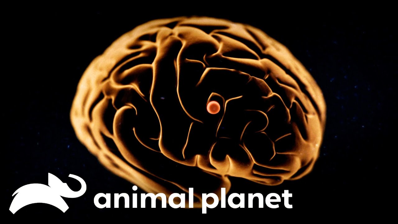 A Man Is Attacked by Brain-Deteriorating Cyst | Monsters Inside Me | Animal Planet