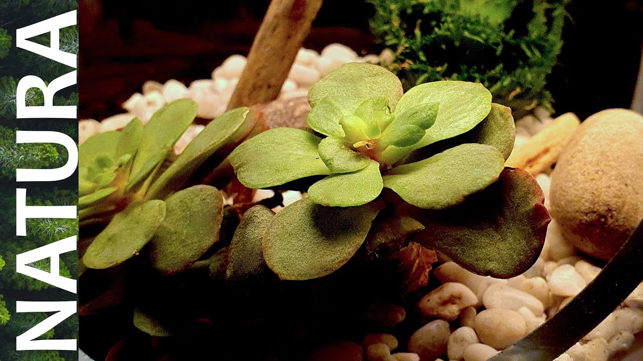 Prepariamo insieme un terrario di piante grasse (dette propriamente piante succulente)