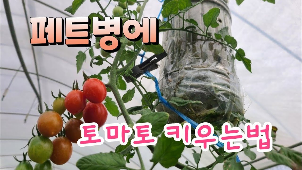 페트병에 방울토마토 간단하게 키우는법 베란다텃밭 Tomato Growing in Pat's Disease