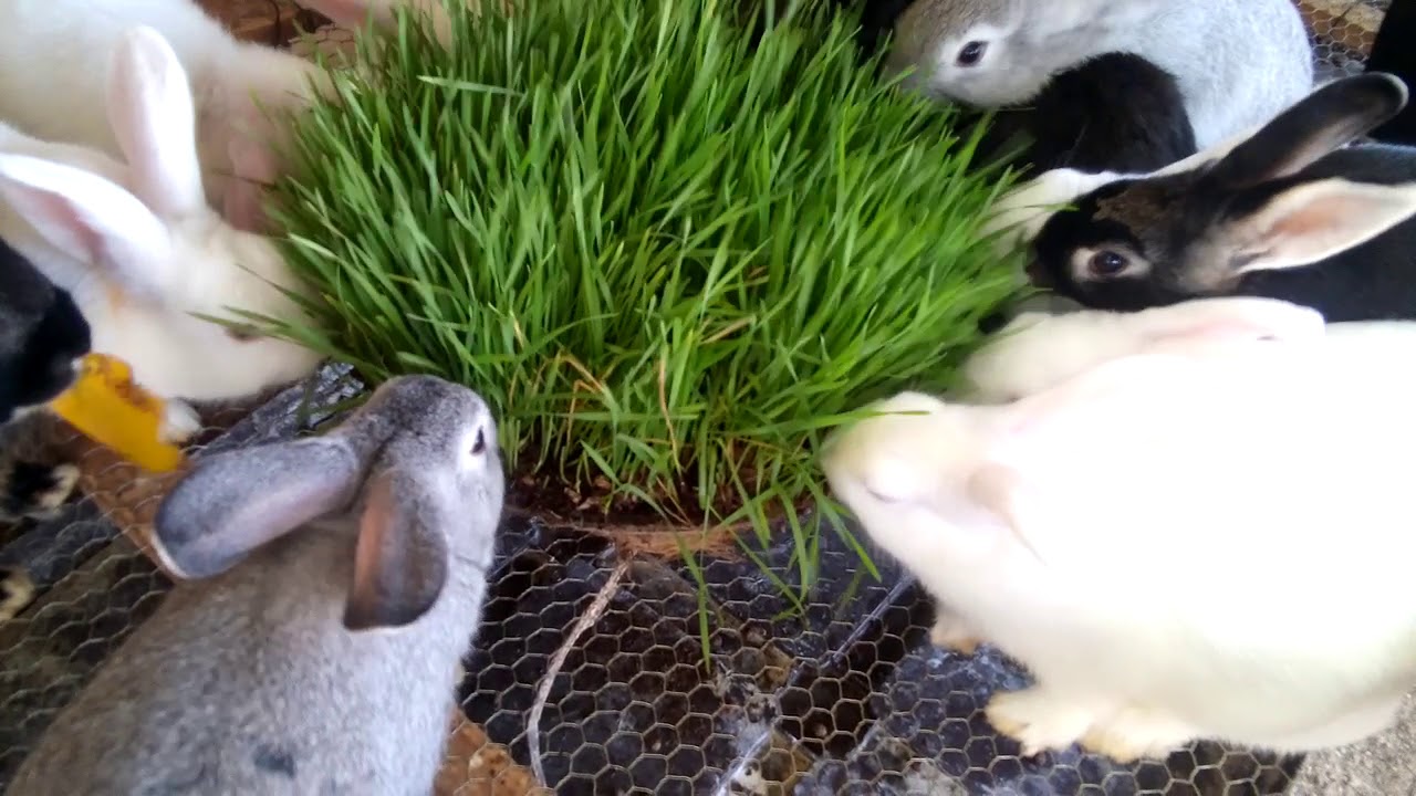 Pasto de trigo para nuestros conejos