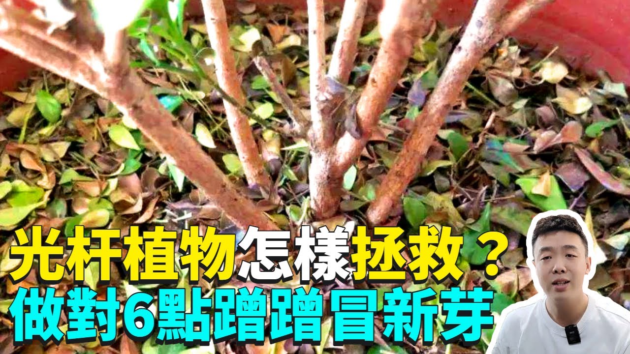 植物掉葉成光杆也能救？做對6點保你蹭蹭冒新芽，手把手教你如何救活快死的光杆植物|禪藝綠植工作室