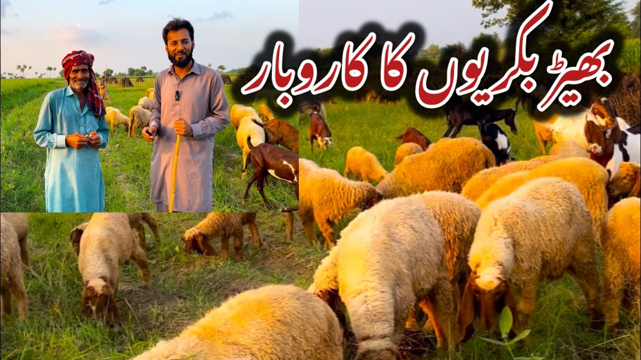 Goat farming business in Pakistan Punjab