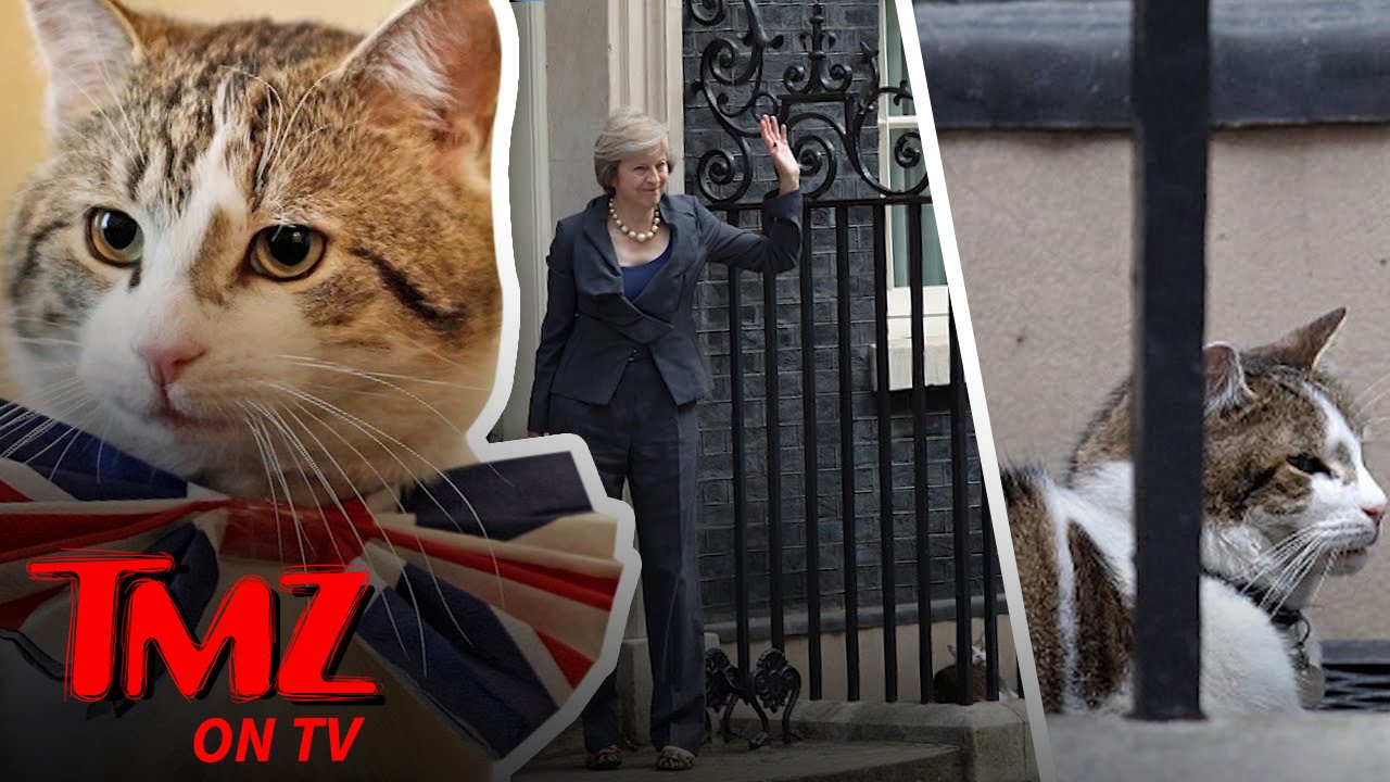 Larry The Cat! | TMZ TV