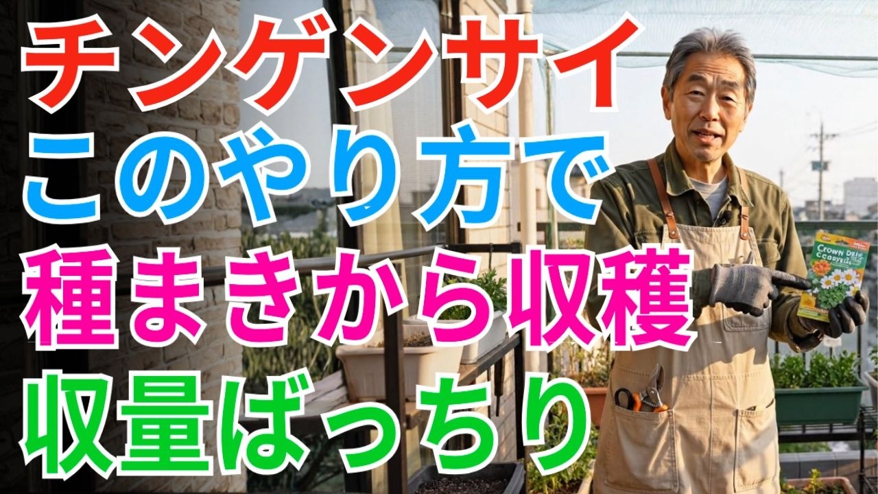 【絶対失敗しない】【家庭菜園】春夏秋に種まきできるチンゲン菜～早すぎ成長で驚く、今すぐ播いて！