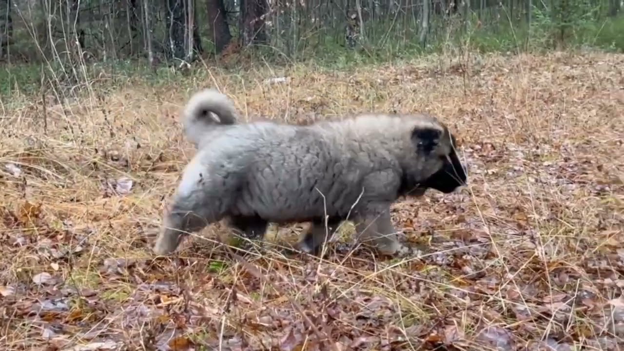 щенки Кавказской овчарки