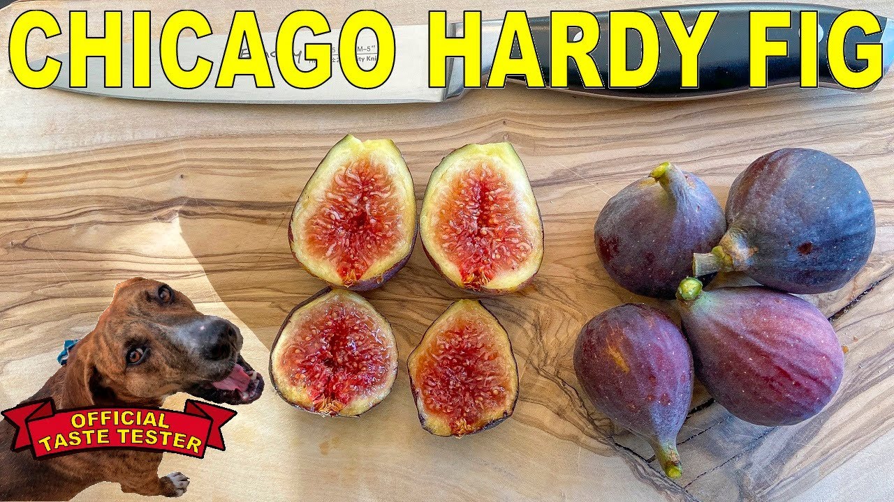 Chicago Hardy Fig - A Cold Hardy Fig Variety For Many Climates