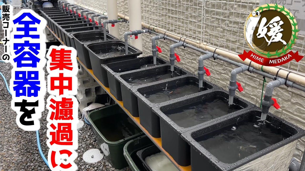 メダカの屋外販売コーナーを集中濾過にしてみよう！【媛めだか】