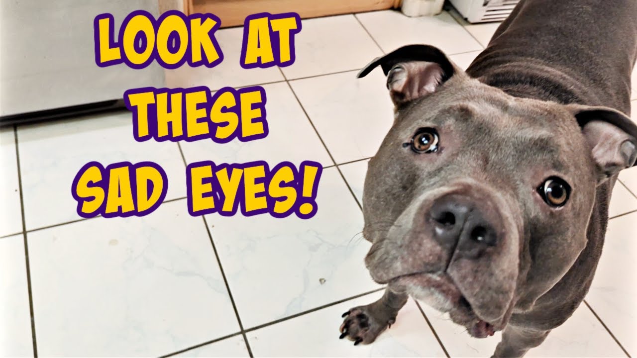 Talking Pitbull Gives Dad An Ear Full For Not Listening!