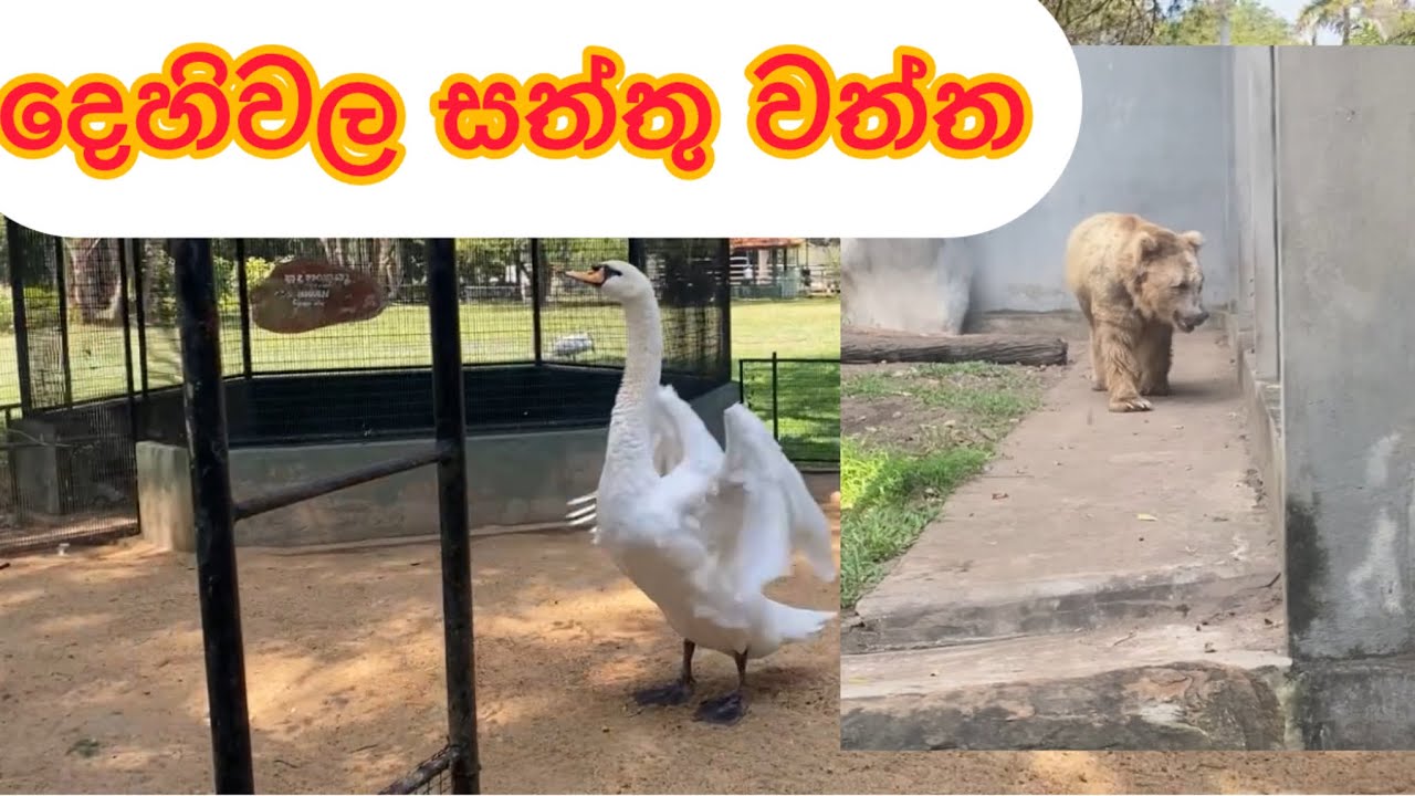 දෙහිවල සත්තු වත්ත.#TravelwithDanushka 