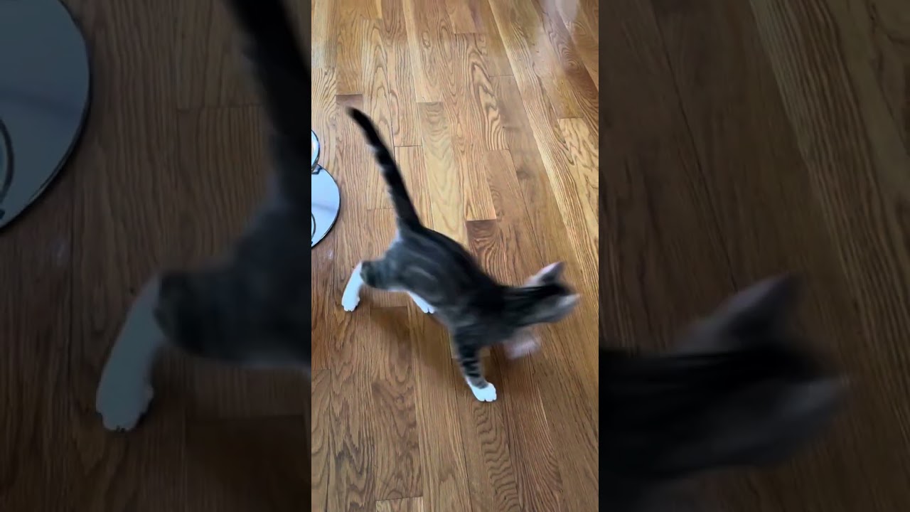 #cat