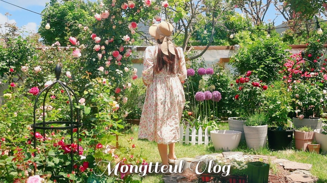 Розовый сад, который Джипсуни построила во дворе 4 года 🏠 домашние розы 🌸 исцеляющий V-лог