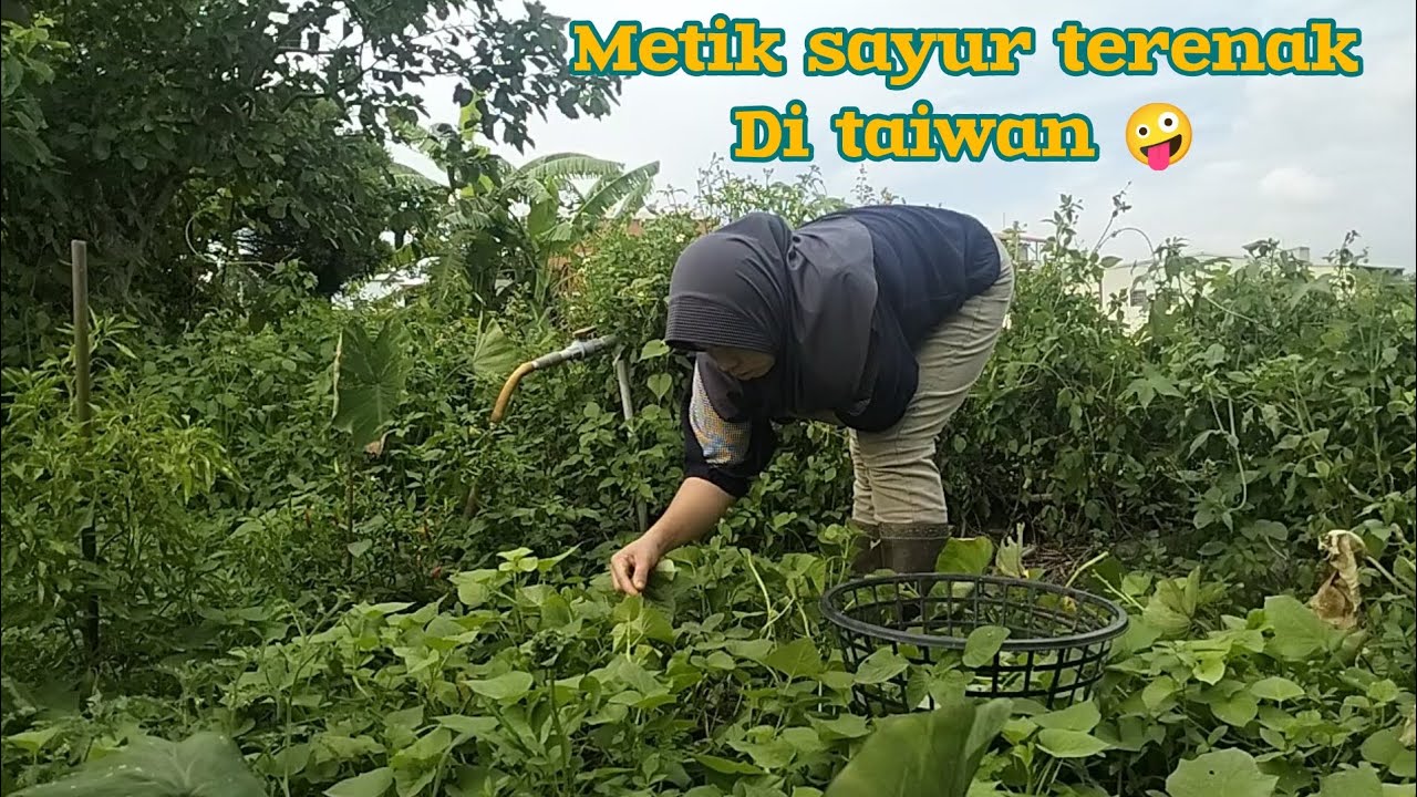 PETIK SAYURAN YANG ADA DI KEBUN 