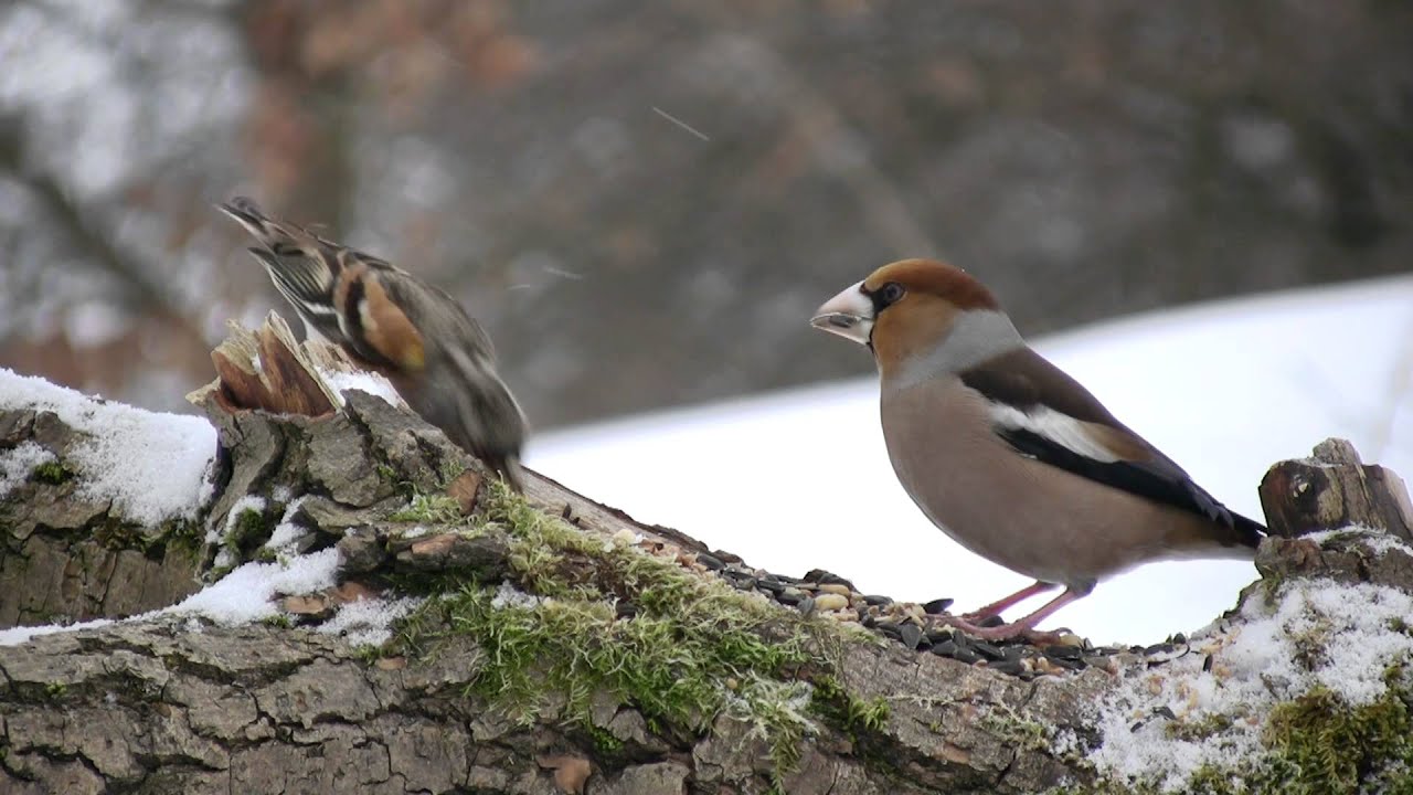 Dlask tlustozobý, Hawfinch