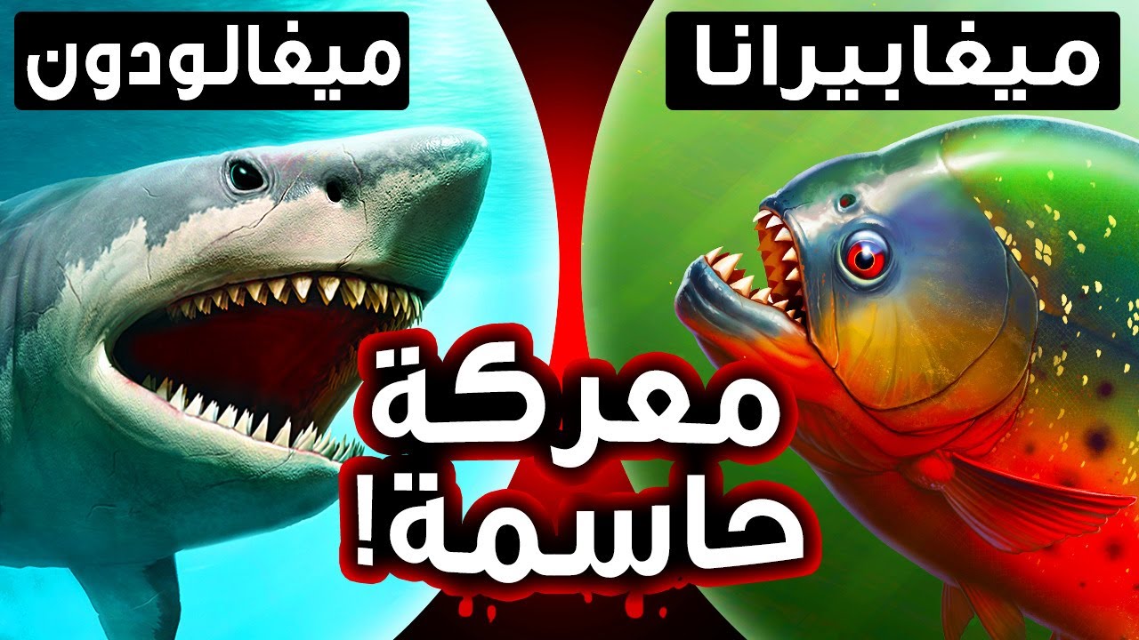 ماذا لو التقى الميجالودون والميجا بيرانا وجهًا لوجه؟
