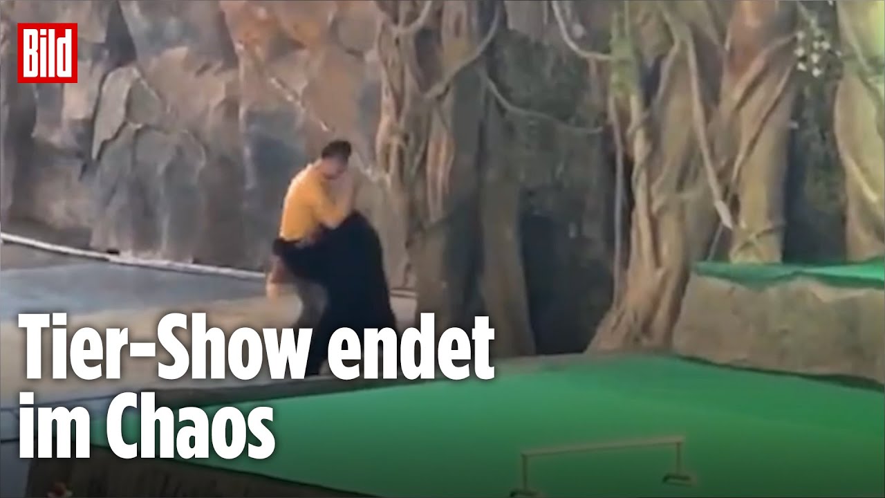 BLUTIGER SKANDAL: B&auml;r dreht durch und zerfleischt Pfleger &ndash; Zoo schockiert mit Reaktion