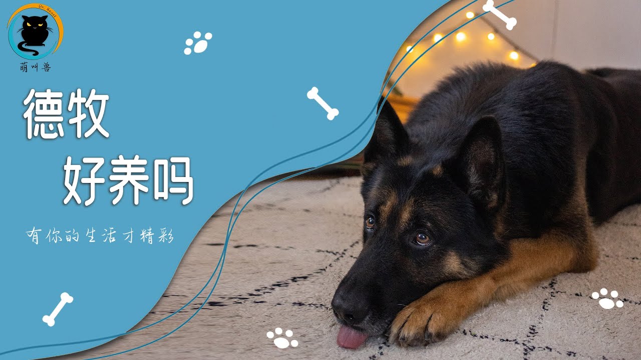 德國牧羊犬好養嗎？細數德牧的優點與缺點 看看自己是否適合養德牧 德牧新手飼養指南 飼養德牧前需要知道的事情