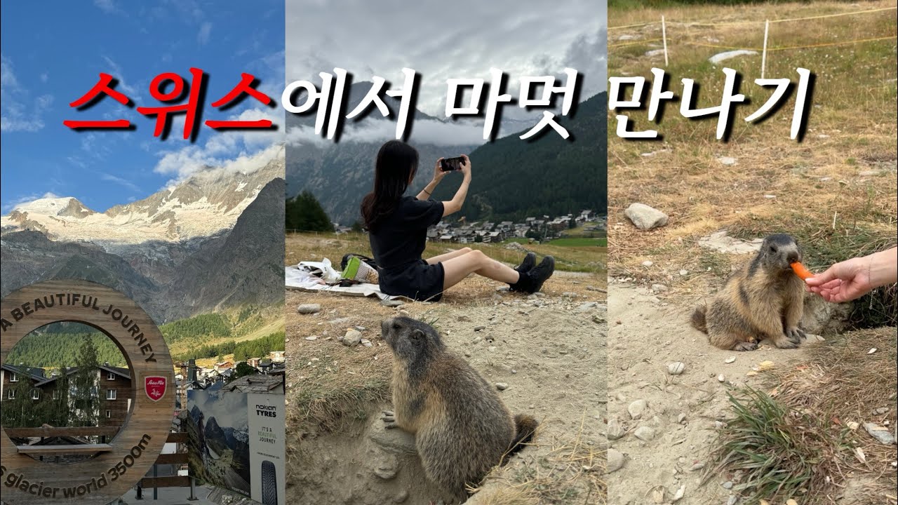 🇨🇭스위스에서 마멋 만나기ㅣ사스페, 마멋, 베른, 장미공원, 곰공원, 구시가지ㅣvlog