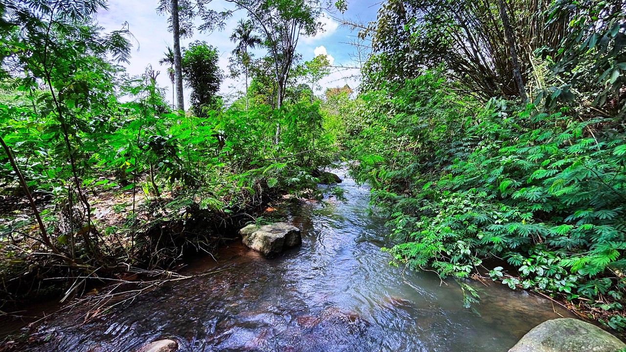 Beat Stress & Goodbye Insomnia in Minutes with Gentle Water Sounds in a Tranquil Woodland Stream