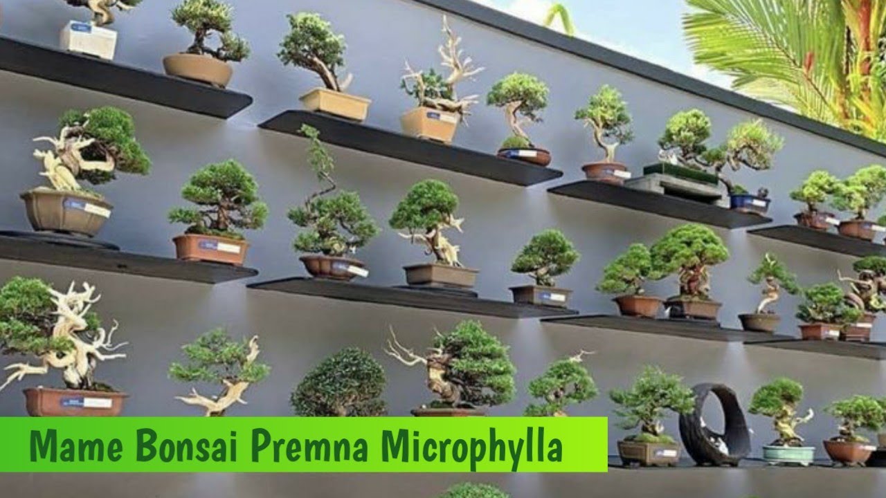 Inspirasi Mame Bonsai Sancang
