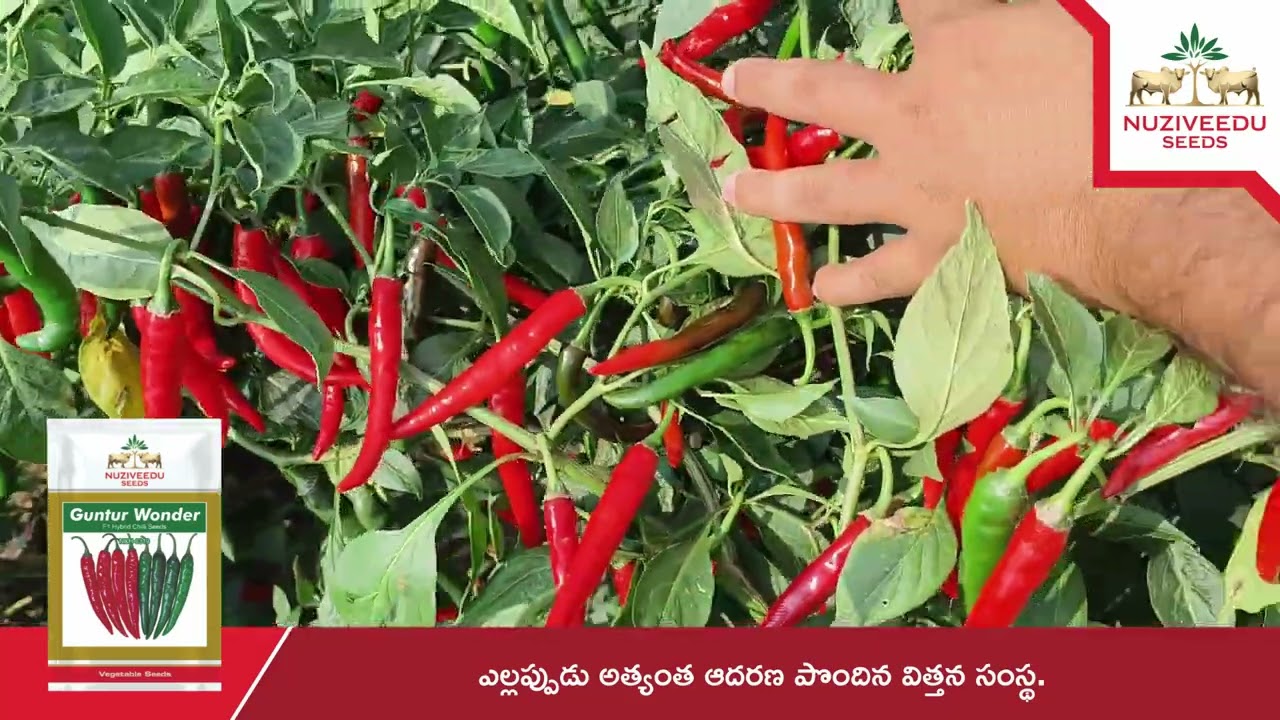 Guntur Wonder | F1 Hybrid Chilli | Telugu Farmer Testimonial | Nuziveedu Seeds