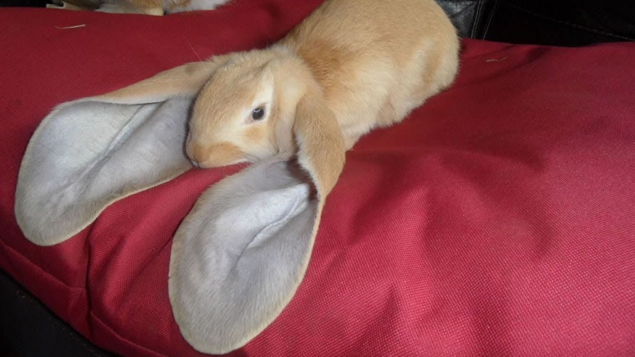7 Razas De Conejos Más Extrañas Del Mundo