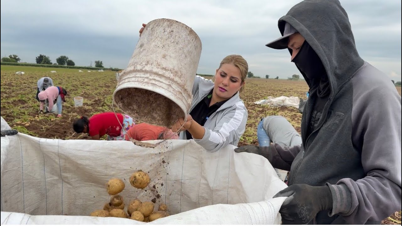 Así es la cosecha de papa en el corazón agrícola de México Guasave Sinaloa 