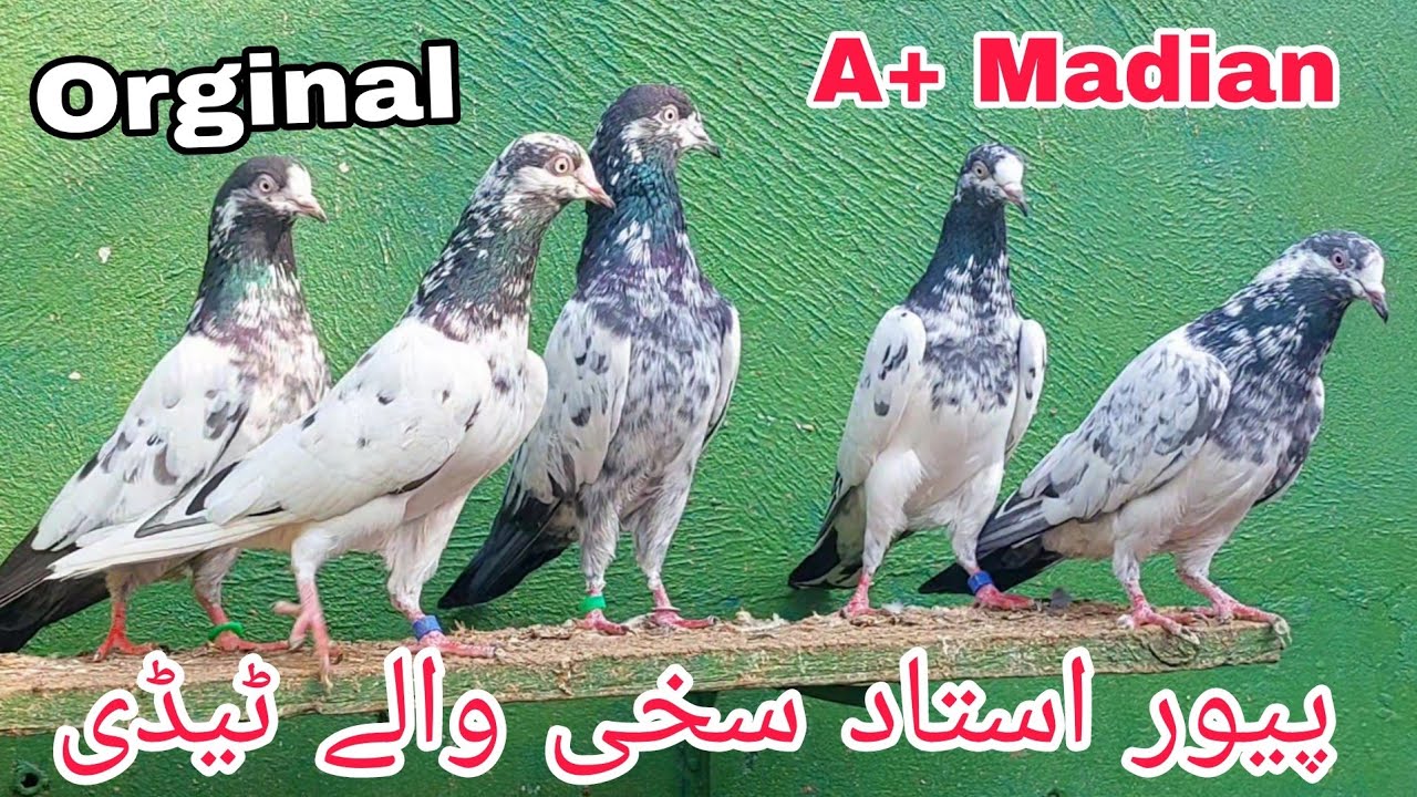Pure Teddy Breeder Kabootar || 03234639084 || Jani Jutt Pigeons.