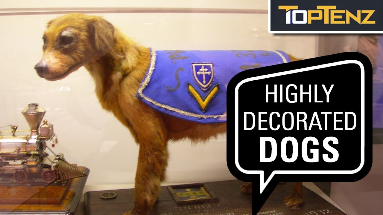 10 Dog Heroes of World War I