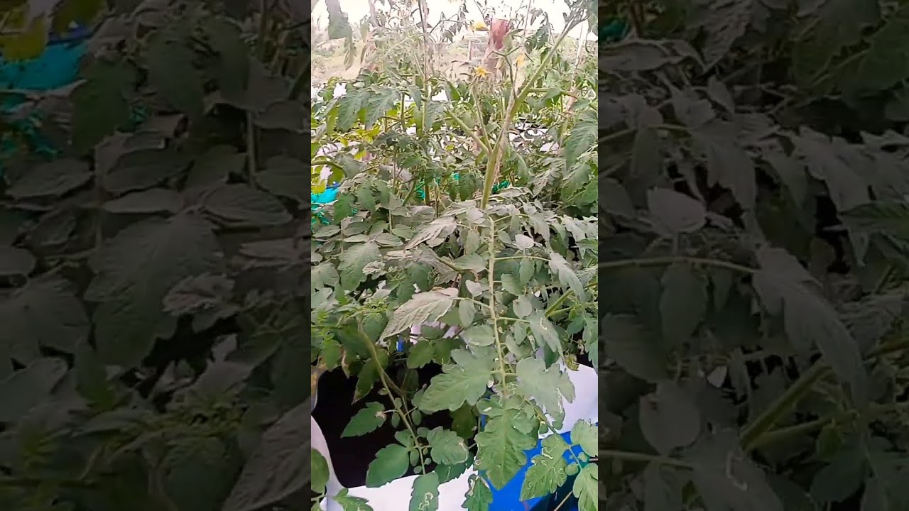 Tomato grow in house #videoscurtos #growth #viralshorts #tomoto