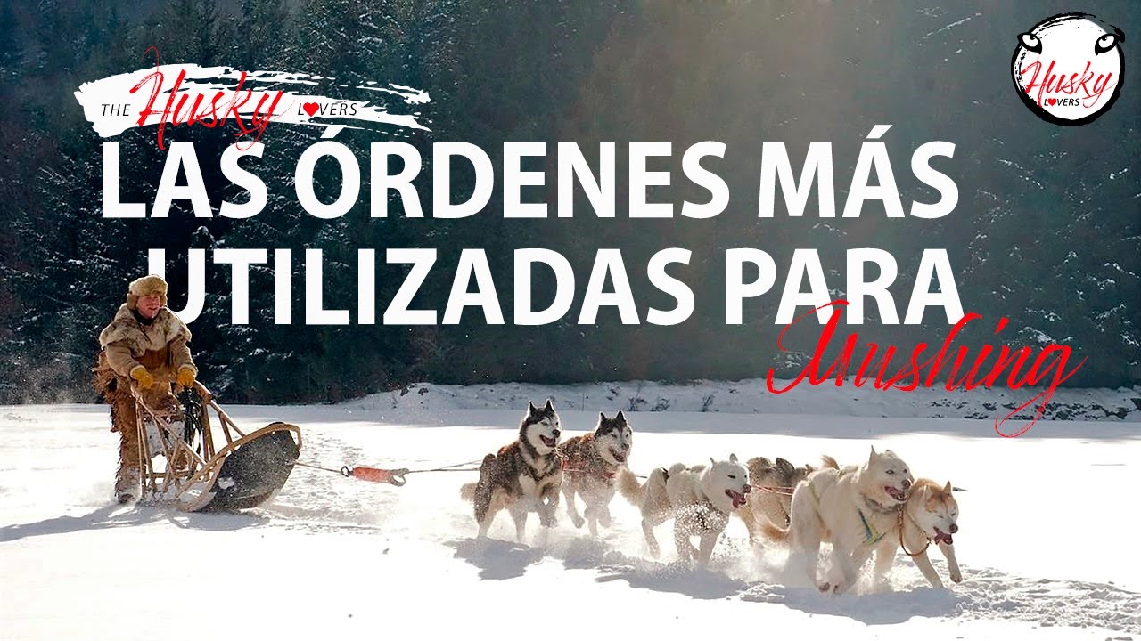 Las órdenes o comandos más utilizados para Mushing