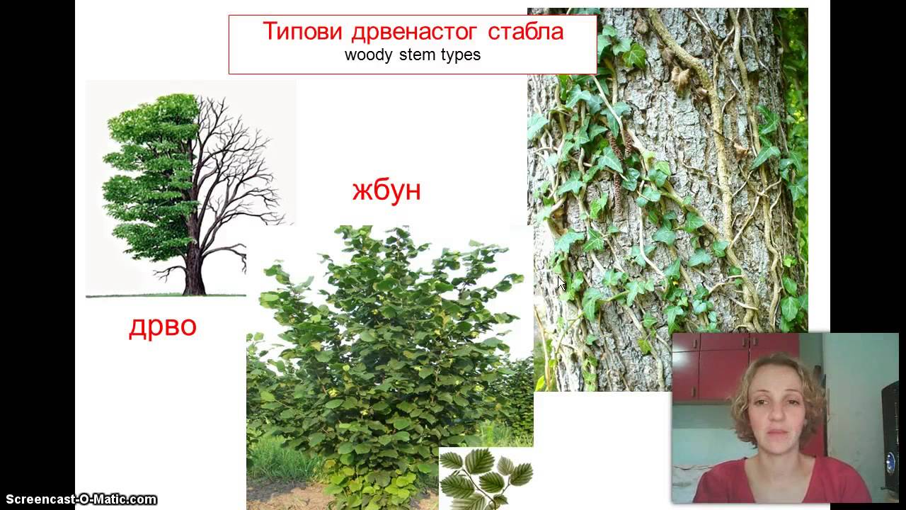 Izokrenuta učionica - Stablo