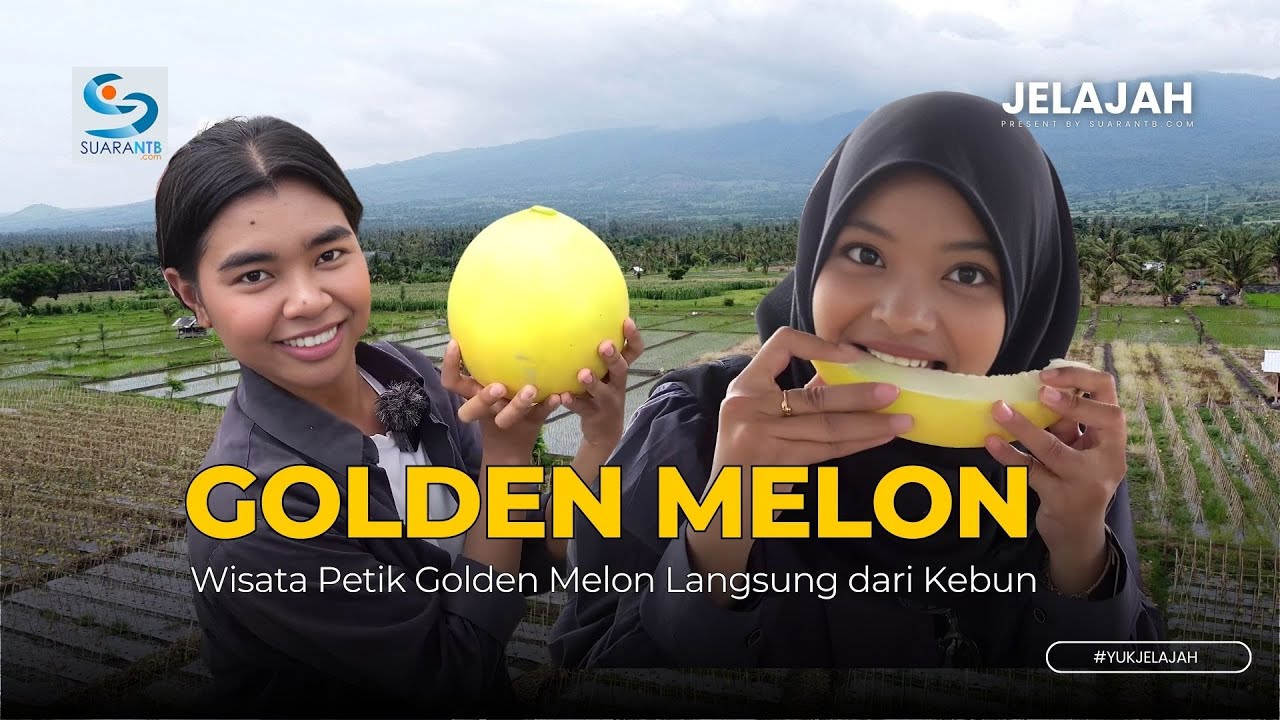 Wisata Petik Golden Melon di Padak Guar Sambelia, Strategi Petani Tingkatkan Pendapatan