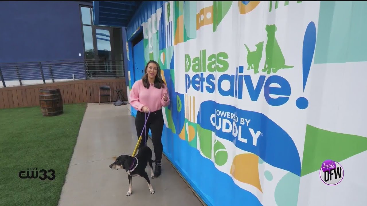 How to adopt at Dallas Pet Fostering