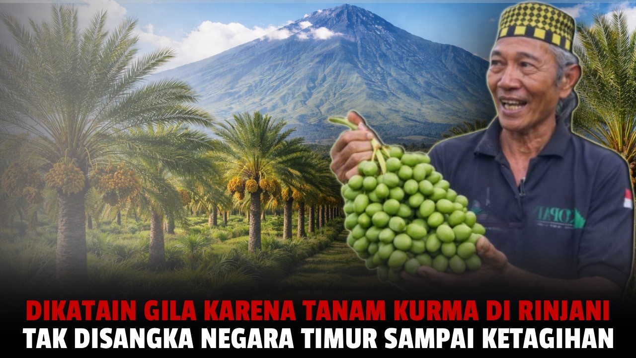 Dikatain Gila dan Tak Masuk Akal! Kurma dari Lombok Utara Dibeli Diborong Negara Arab!