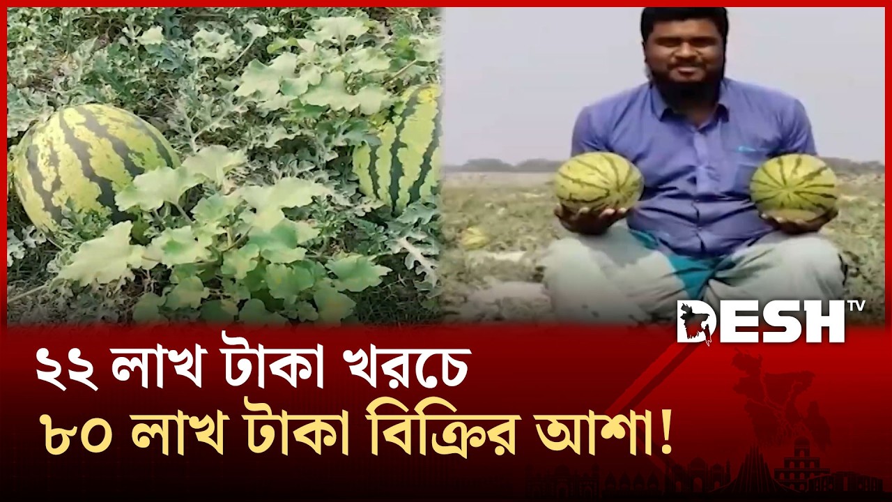 কুয়াকাটা তরমুজের বাম্পার ফলন, লাভের প্রত্যাশা চাষিদের | Desh TV