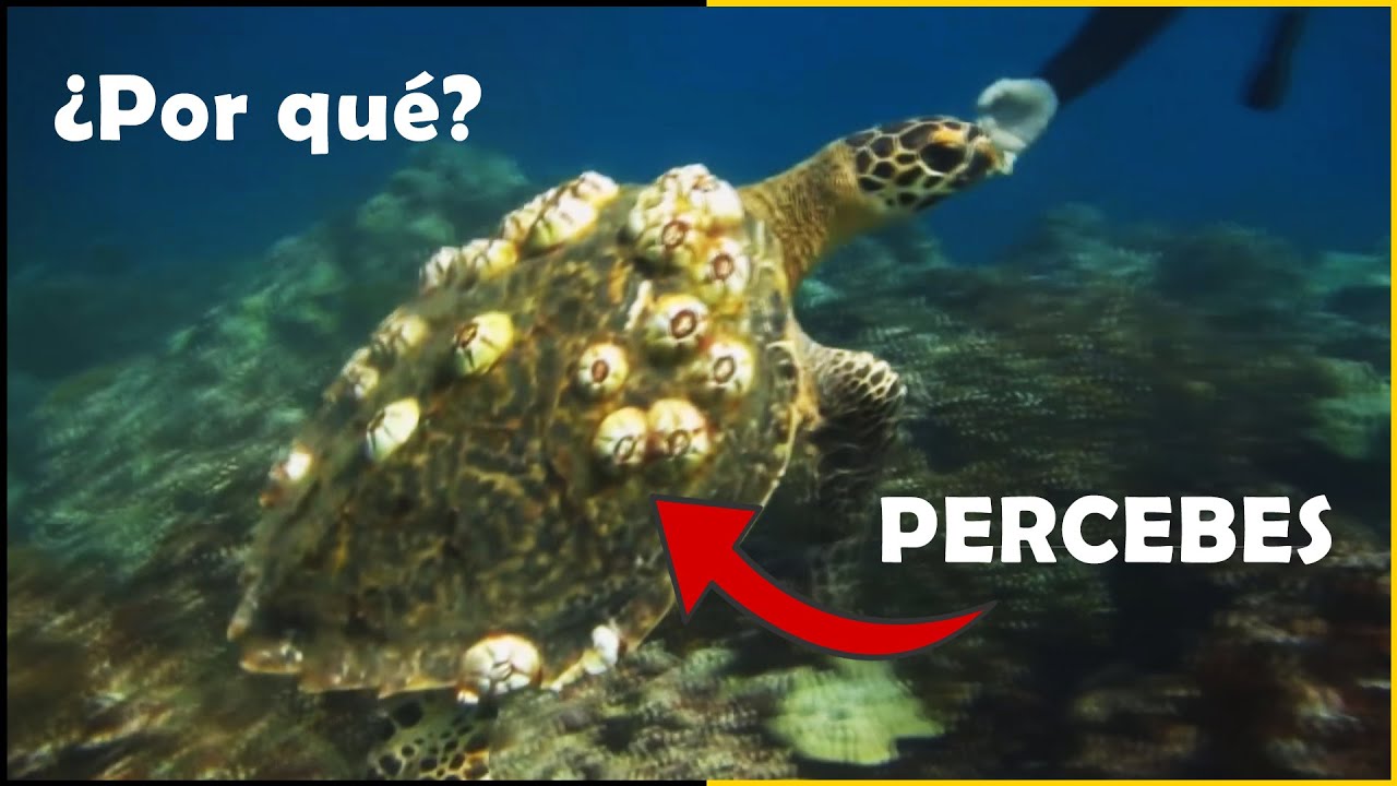 Почему БАРНАКУЛЫ Прилипают к Телу МОРСКИХ ЧЕРЕПАХ? 🐢 Что такое БАРНАКУЛЫ - Quom