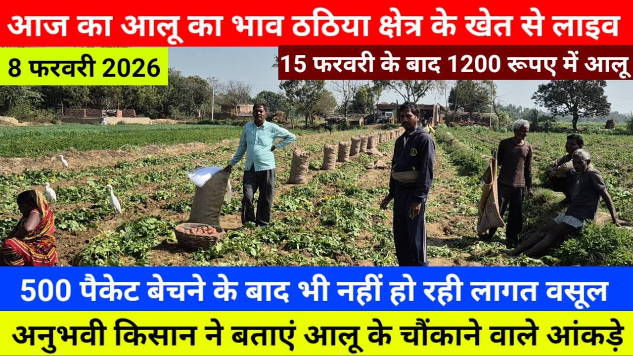 आज का आलू का भाव ठठिया क्षेत्र के खेत से live किसान ने बताएं आलू के चौंकाने वाले आंकड़े Aalu Ka Bhav