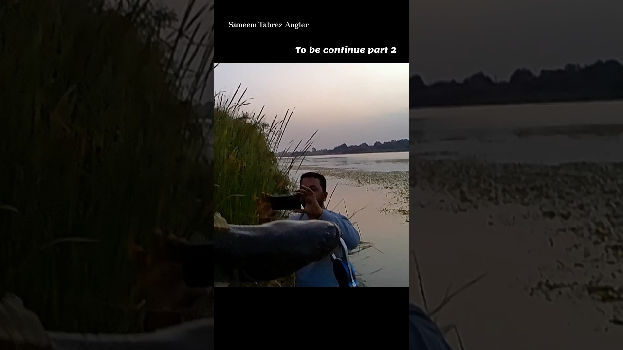 Live Snake head Fish Hooking#Short