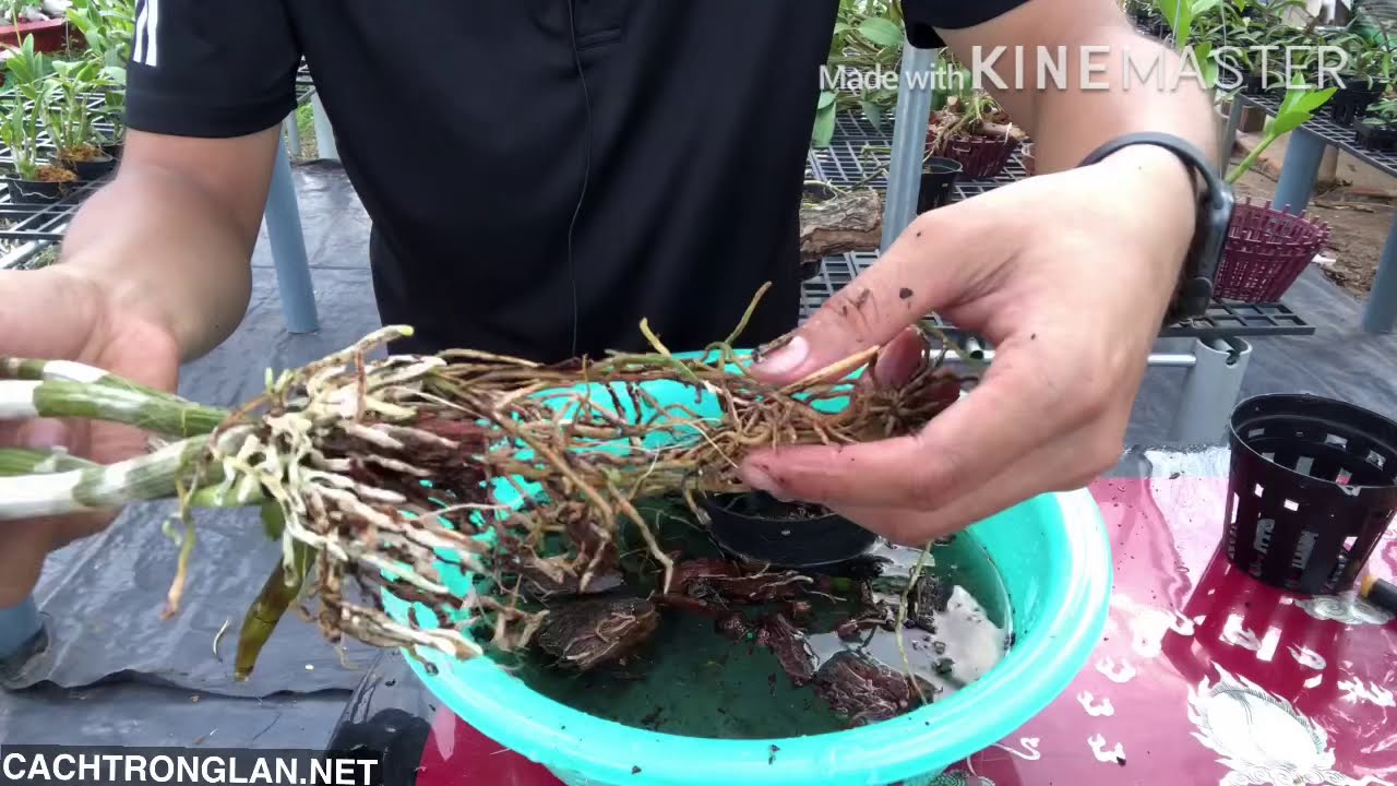 CÁCH THAY CHẬU LAN DENDRO