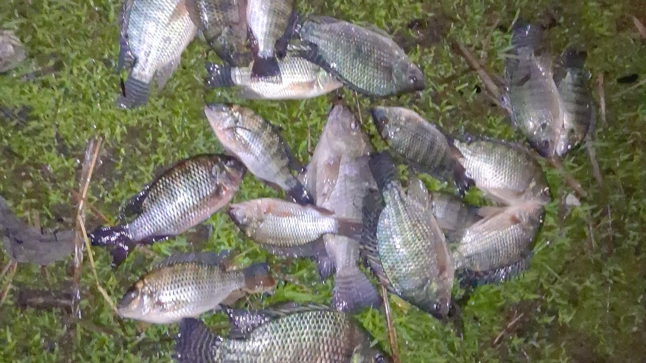 &Uacute;ltima Pescaria do Ano Riacho Grande Fechamos com chave de Ouro 