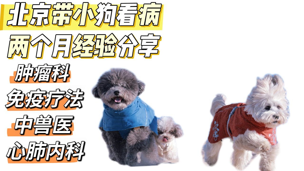 盼无用！带小狗北京看病两个月经验分享