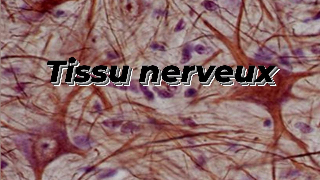 TISSU NERVEUX