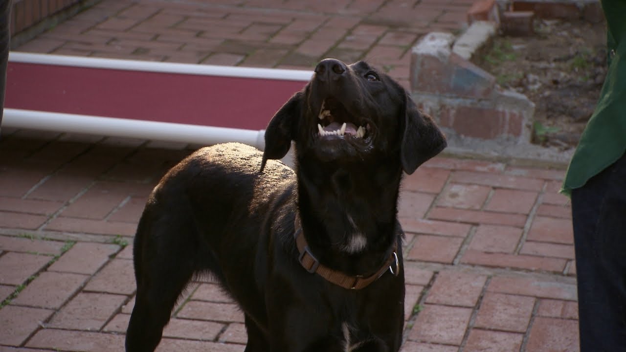 This Service-Dog-In-Training Will Help This Man Cope With His Seizures